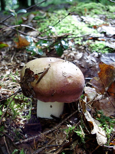 Kangashapero on yleinen sieni Suomessa