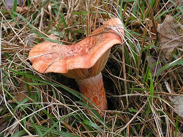 Männynleppärousku on tunnettu suomalainen sieni