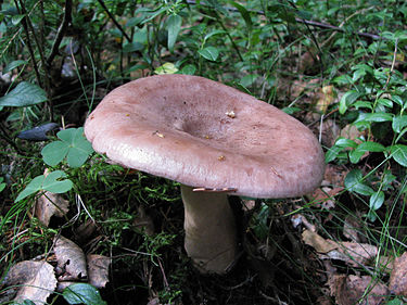 Kalvashaaparousku on lilanvärinen suomalainen sieni
