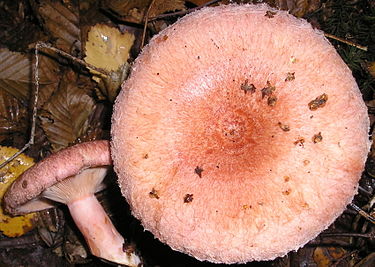 Karvarousku on yleinen sieni Suomessa