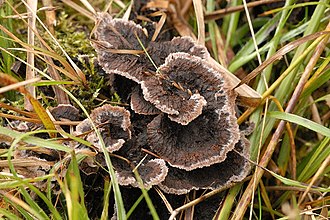 Karvasilokka on keskisuuri sieni