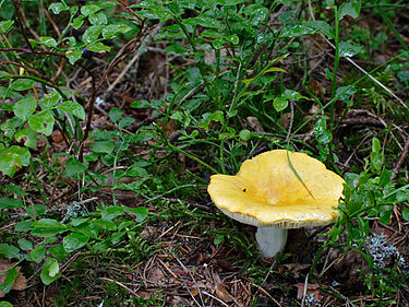 Keltahapero on yleinen keltainen sieni