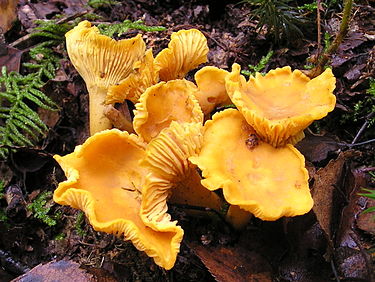 Keltavahvero on kellertävä sieni