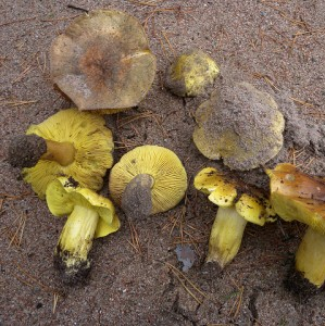 Keltavalmuska on kellertävä ruskea sieni