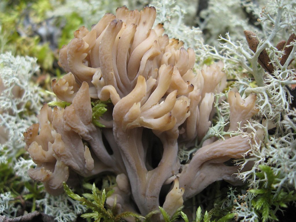 Korallihaarakas on valkohaarainen sieni