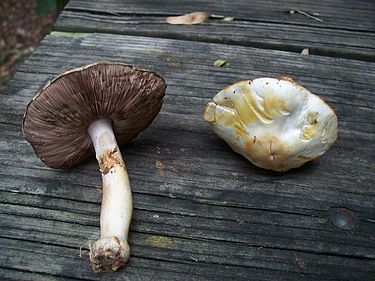 Kuusiherkkusieni on keltainen/valkoinen sieni