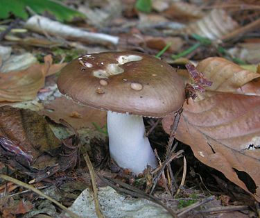Mantelihapero on ruskeanpunainen sieni