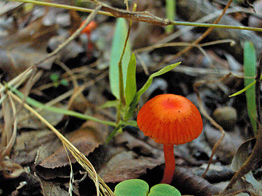Mönjävahakas on pien ja näyttävä sieni