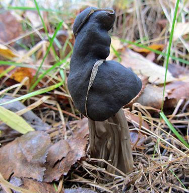 Mustamörsky sieni on harmaa