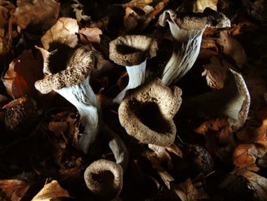 Mustatorvisieni on suosittu sieni Suomessa