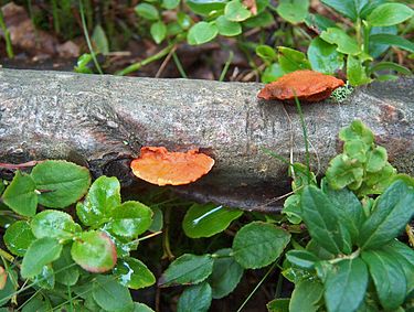 Punakääpä on pieni punertava sieni