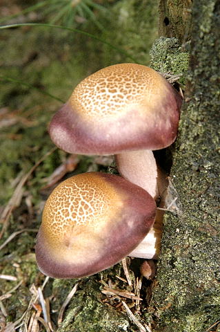Purppuravalmuska on purppuranpunainen sieni