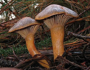 Rusakkonuljaska on suomalainen sieni