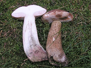 Sappitatti on vaaleanruskeanharmaa sieni