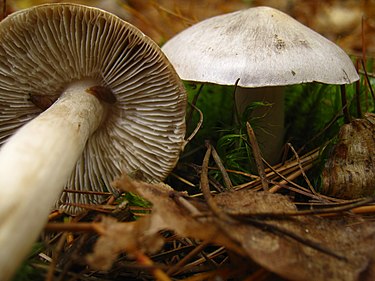 Sappivalmuska on harmahtava sieni
