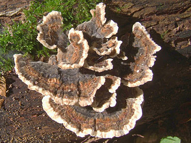 Silkkivyökääpä on mielenkiintoisen värinen sieni