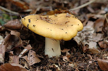 Sinappihapero on pieni kellertävä sieni