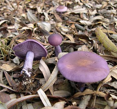 Sinivalmuska on yleinen sinertävä sieni
