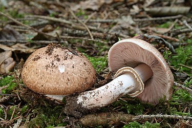 Tapionherkkusieni on ruskeasuomuinen sieni