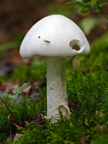 Valkokärpässieni on kokonaan valkoinen sieni