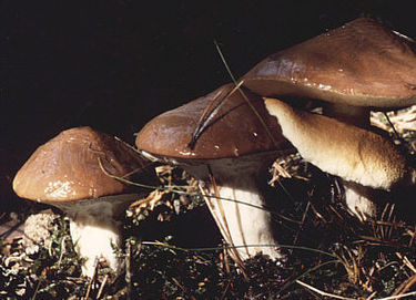 Voitatti on sieni, jota esiintyy ympäri Suomea