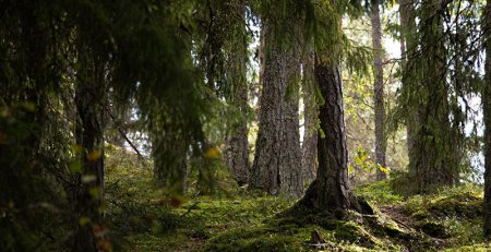 5x tekemistä luontoretkelle tauon ajaksi