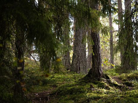 5x tekemistä luontoretkelle tauon ajaksi