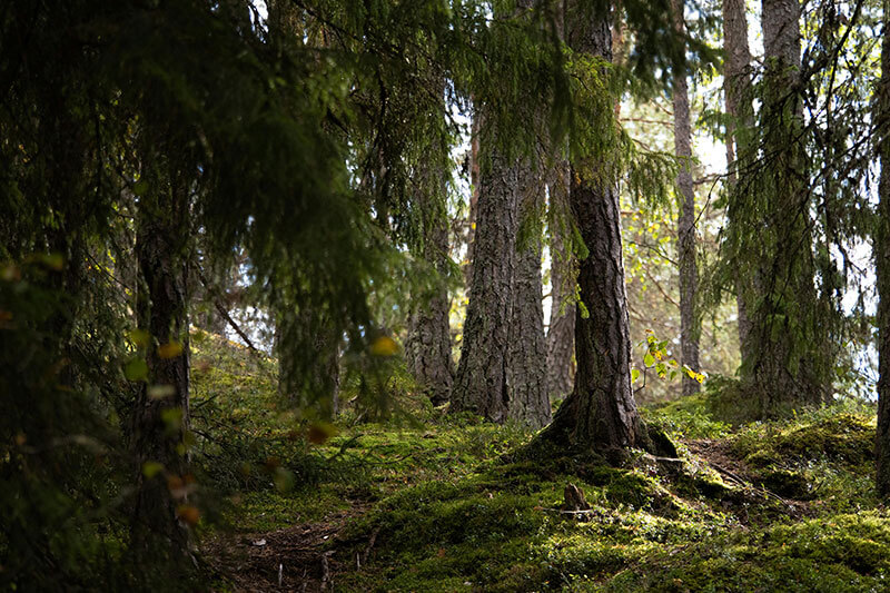 5x tekemistä luontoretkelle tauon ajaksi